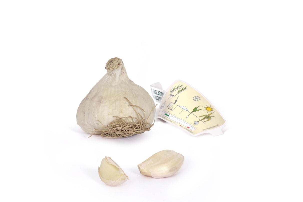 Hvitløk Primor – Tidlig hardneck-hvitløk med store fedd