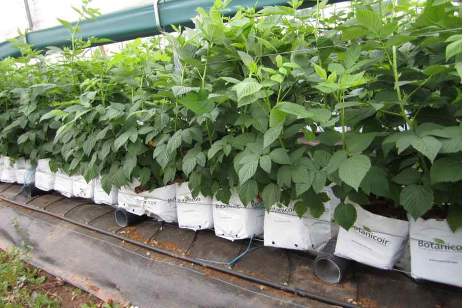 Kokosbasert jordforbedring for potter og plantekasser.