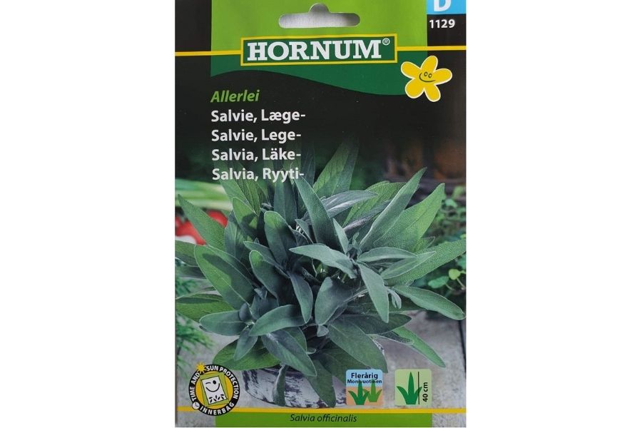Salvie Lege Allerlei – Flerårig urt med aromatiske blader