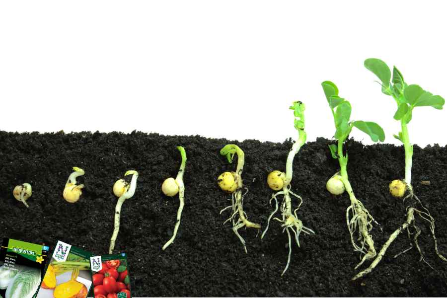 Fuktmåler Planter: Din Guide til Perfekt Vanning