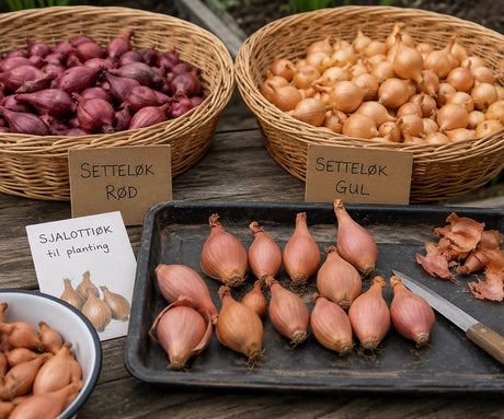 Når skal man plante setteløk? Komplett guide for stor og smakfull løk