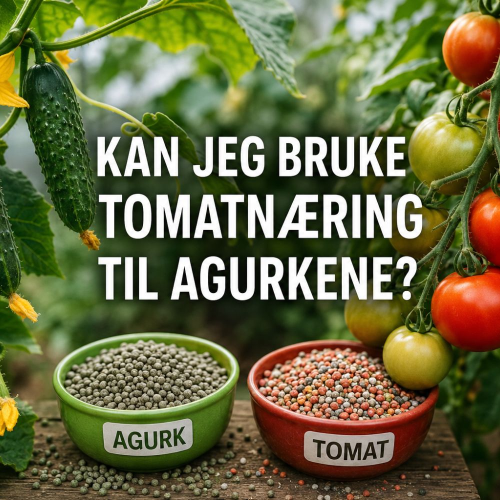 Kan jeg bruke tomatnæring til agurkene?