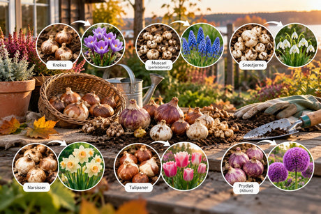 Hvor sent kan du plante blomsterløk om høsten?