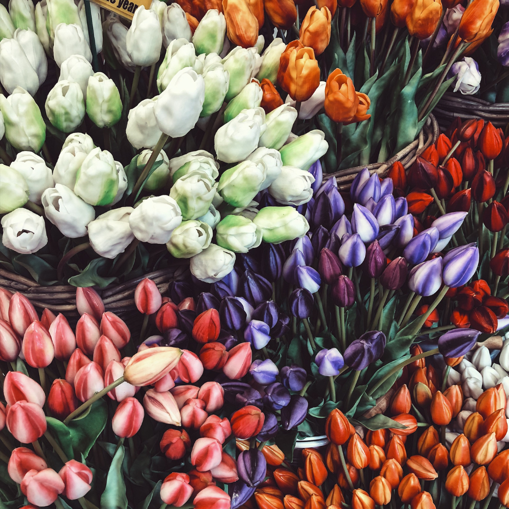 Tulipaner