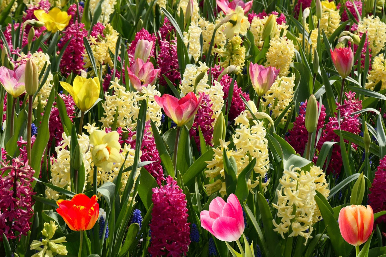 Blomsterløk, knoller og barrotsstauder