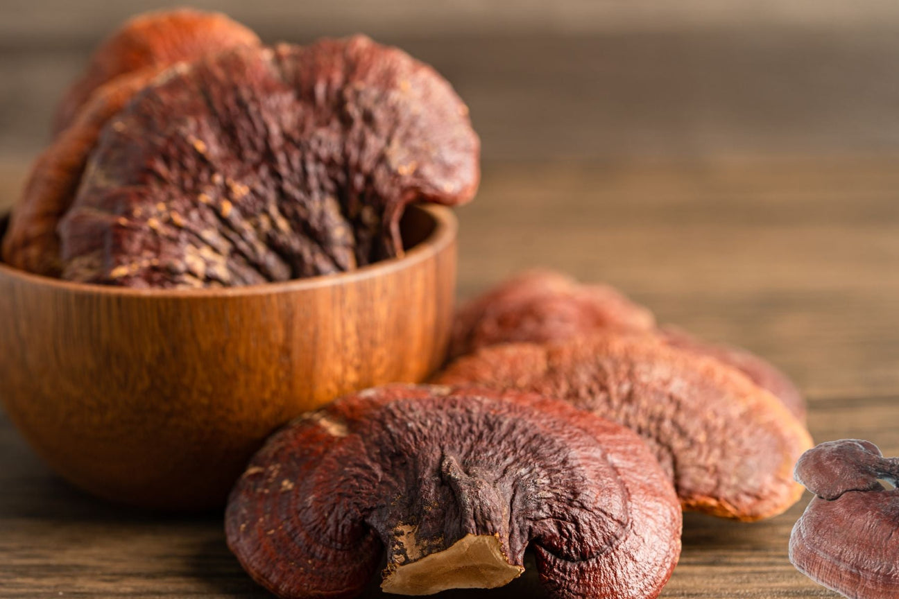 Reishi