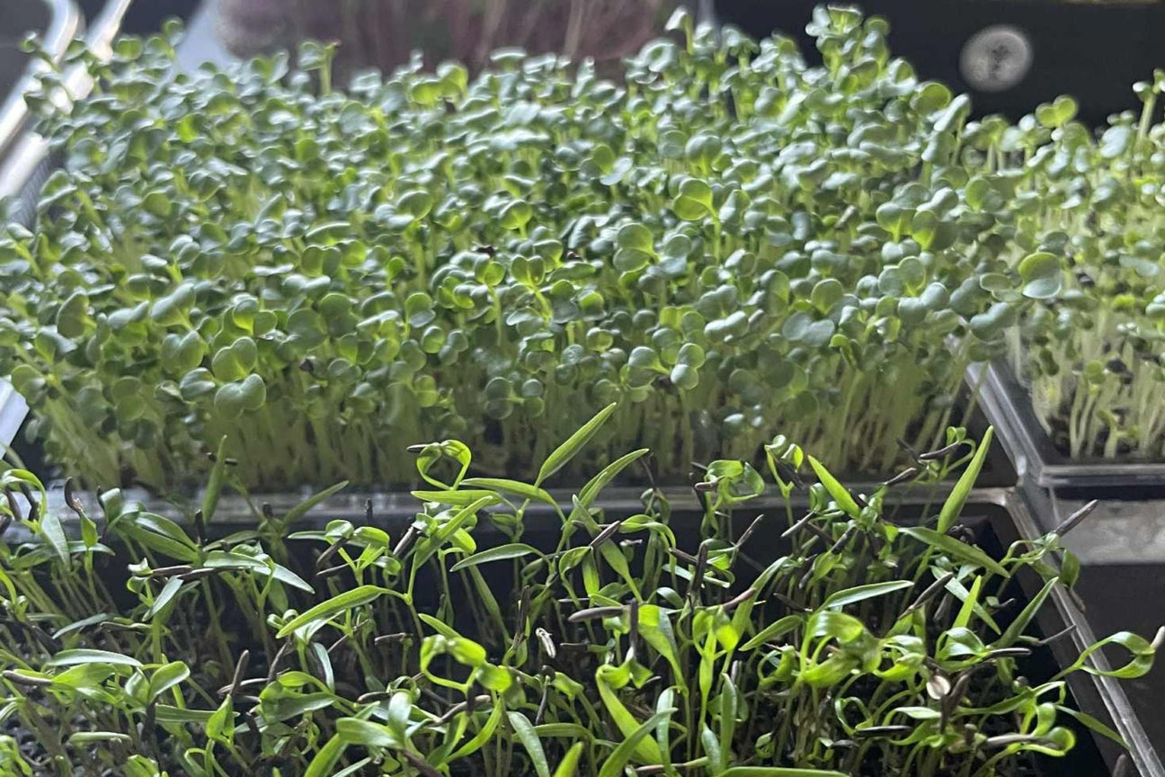 Spirer og Mikrogrønt