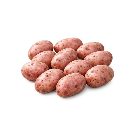 Settepotet ‘Beate’ med rødt skall klare til planting.