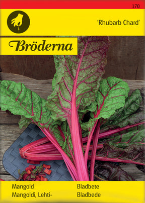 Bladbete Rhubarb Chard med røde stilker og grønne blader i hagen