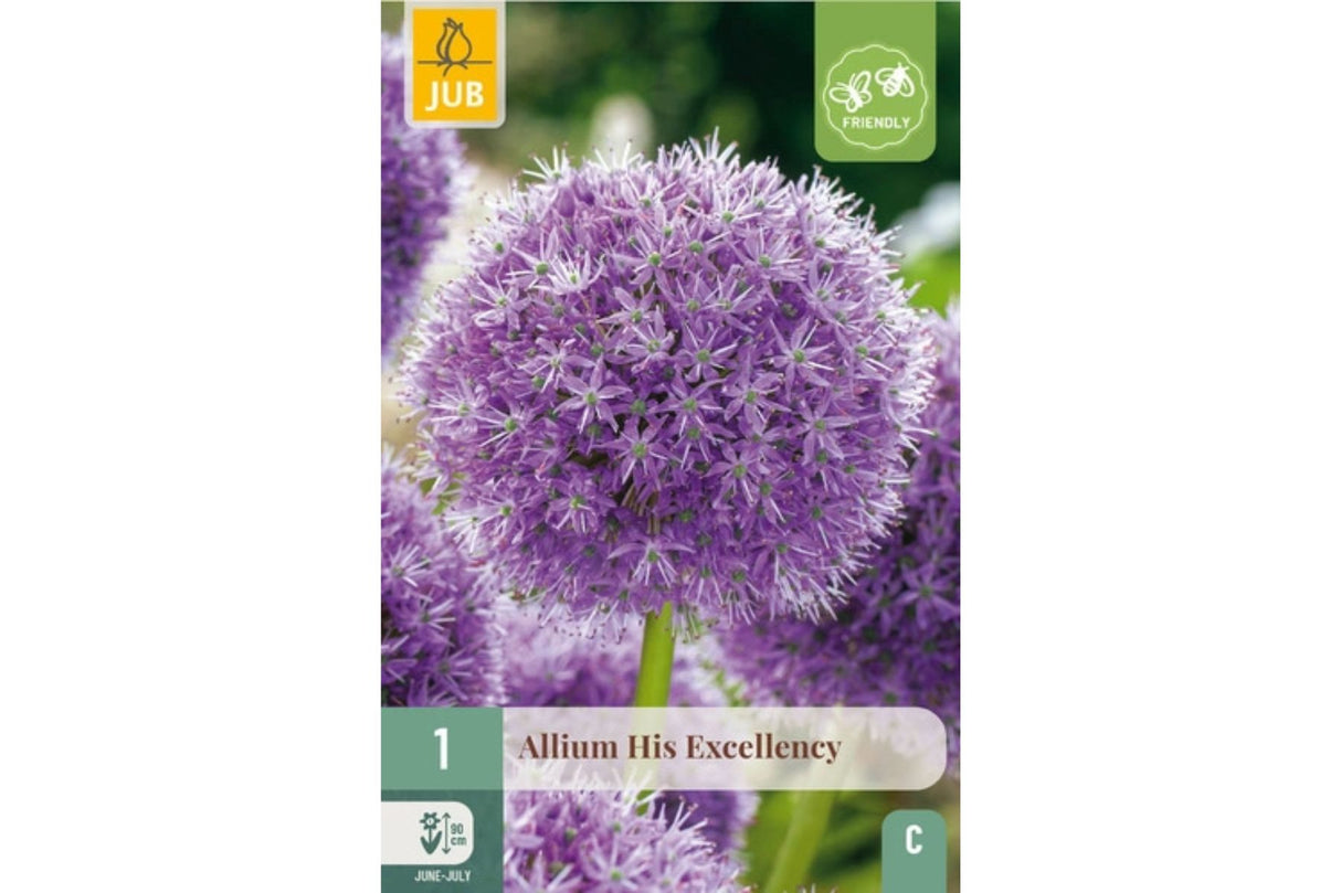 Allium 'His Excellency' – Pryd­løk med majestetiske lilla blomsterkuler (1 løk)