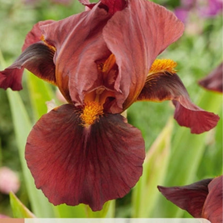 Rød iris Red Zinger i solrikt bed