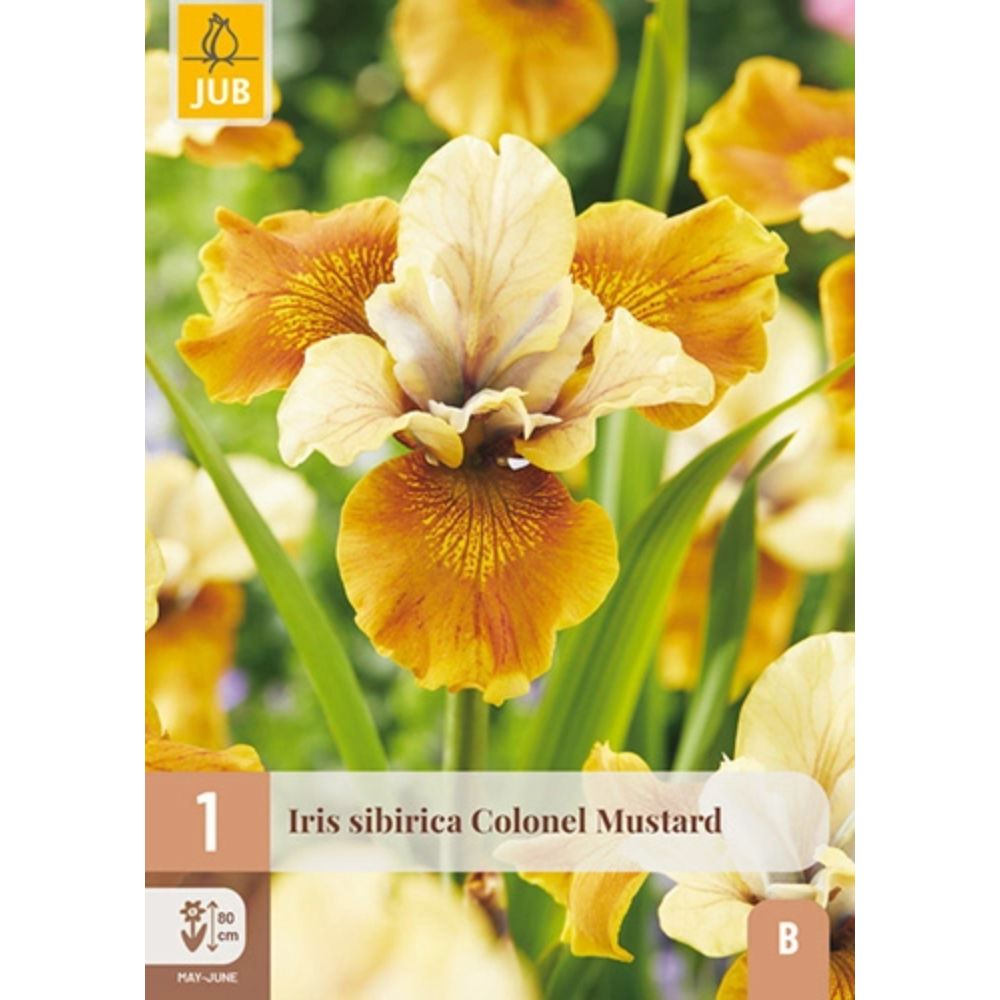 Sibiriris Colonel Mustard med sennepsgule blomster
