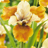 Gul sibiriris i blomstrende staudebed