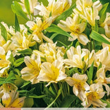 Inkalilje alstroemeria som snittblomst og hageplante