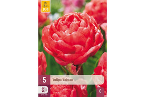 Pakke med Taiwan tulipanløk med fyldige rosa blomster.