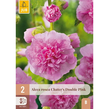 Dobbel rosa stokkrose Chater’s Double Pink i blomstring