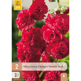 Dobbel rød stokkrose Double Red i full blomstring