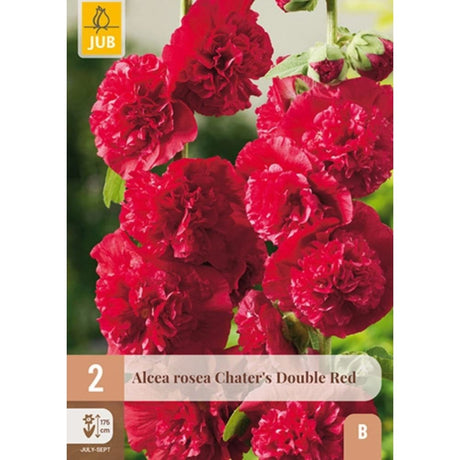 Dobbel rød stokkrose Double Red i full blomstring