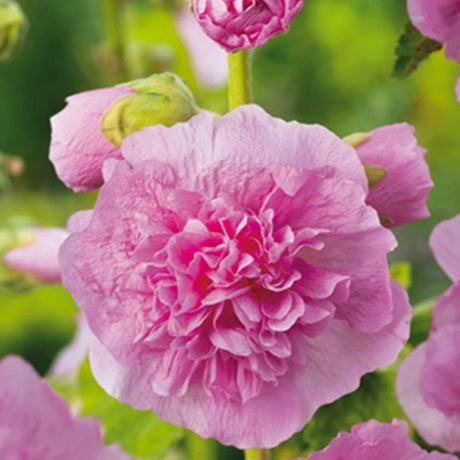 Stokkrose med fylte rosa blomster mot husvegg