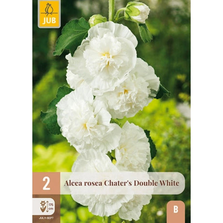 Dobbel hvit stokkrose Double White i full blomstring