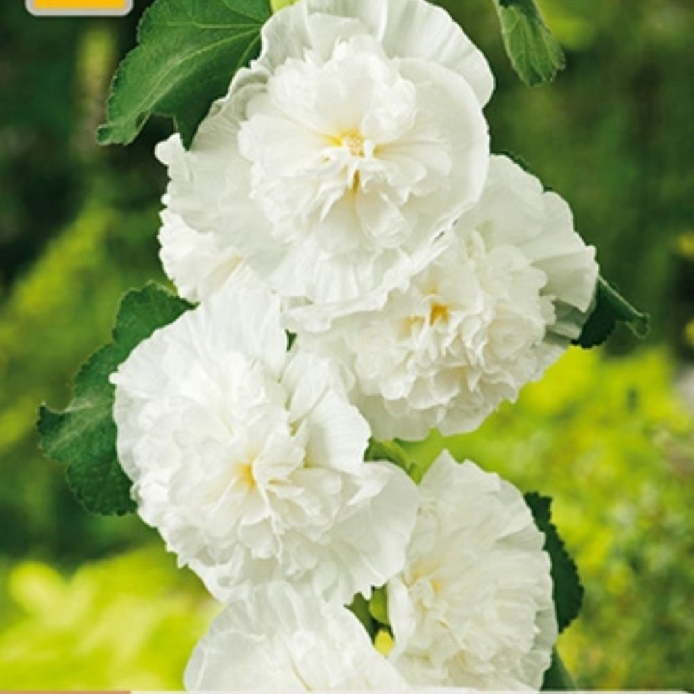 Hvit stokkrose med fylte blomster langs husvegg