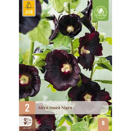 Stokkrose Nigra med dyp purpursvart blomstring