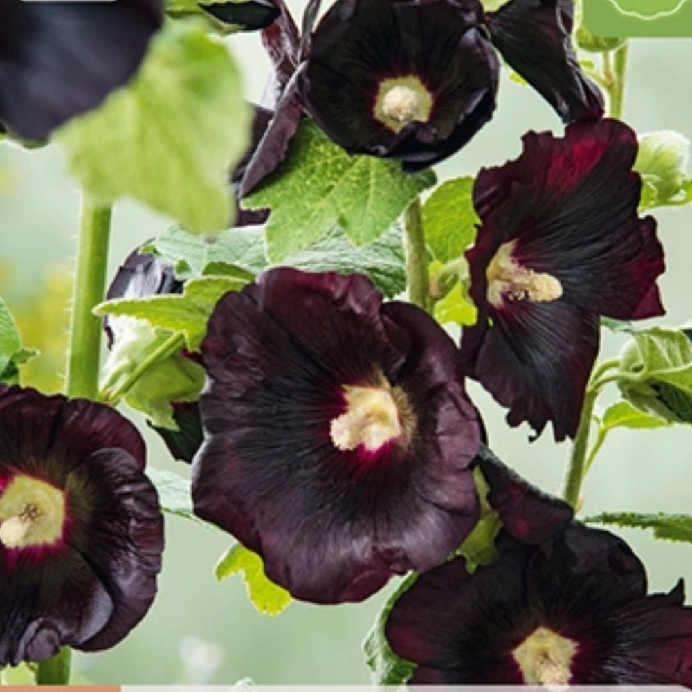 Mørk stokkrose med nesten sorte blomster mot vegg