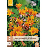 Oransje inkalilje Orange King med rødlige tegninger