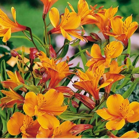 Inkalilje alstroemeria som snittblomst og bedplante