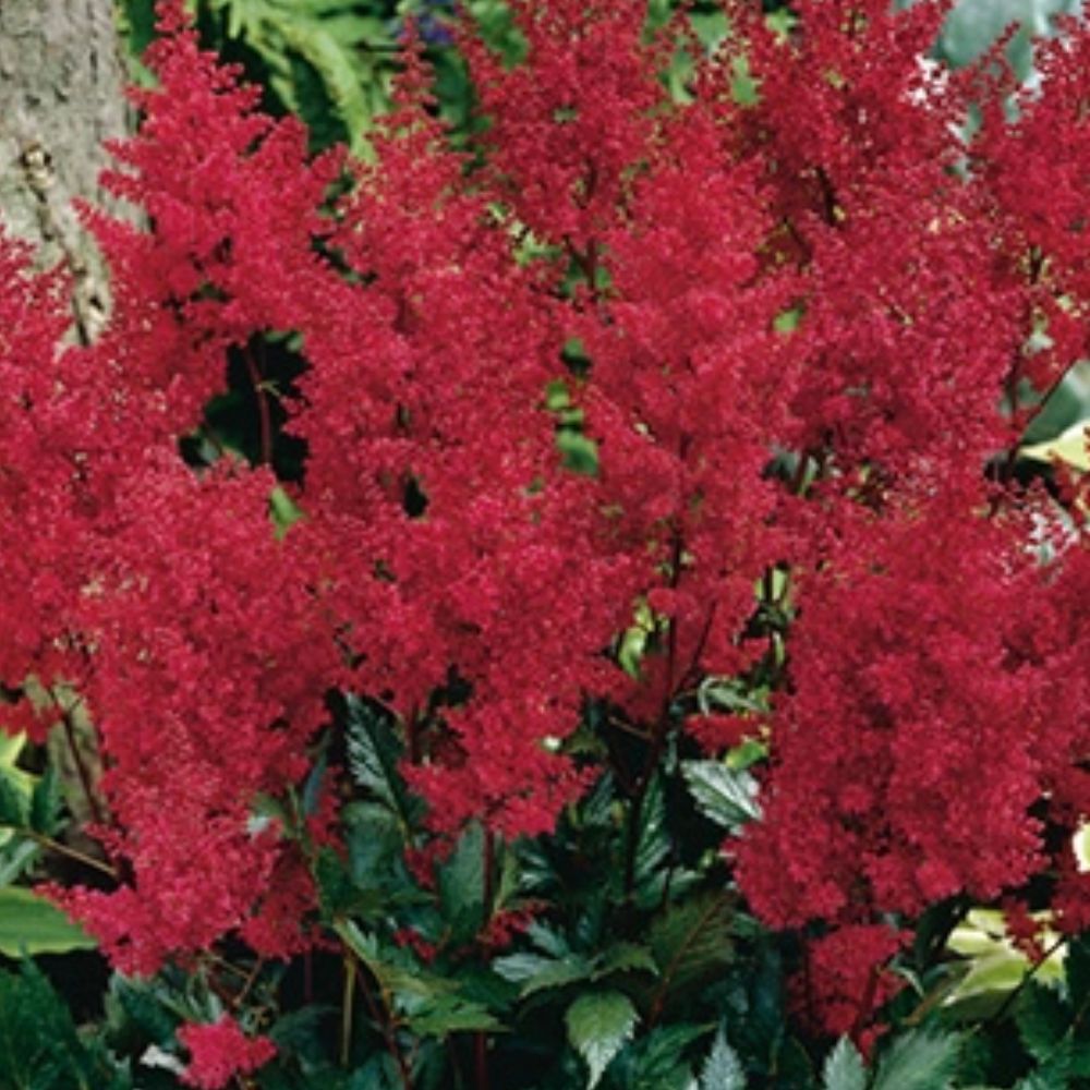 Astilbe Spinelli gir høyde og struktur i hagen