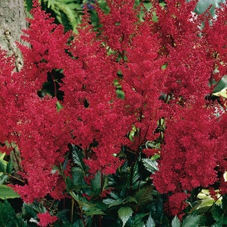 Astilbe Spinelli gir høyde og struktur i hagen