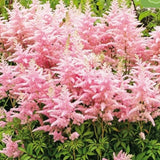 Japanspir ‘Peach Blossom’ (Astilbe) – 1 barrotsstaude | Rosahvite blomsterklaser