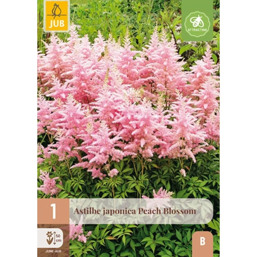 Japanspir ‘Peach Blossom’ (Astilbe) – 1 barrotsstaude | Rosahvite blomsterklaser