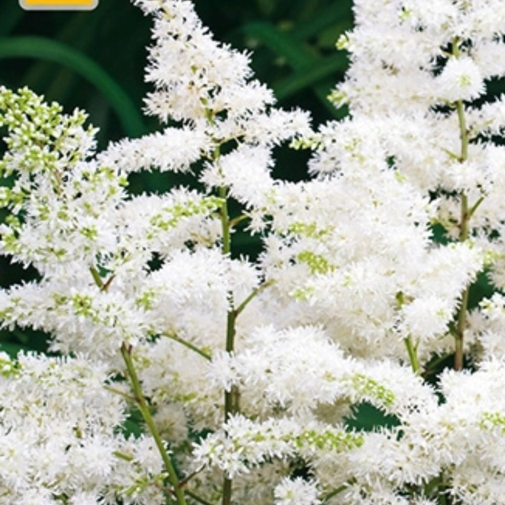Astilbe Washington gir rolig uttrykk i skyggebed