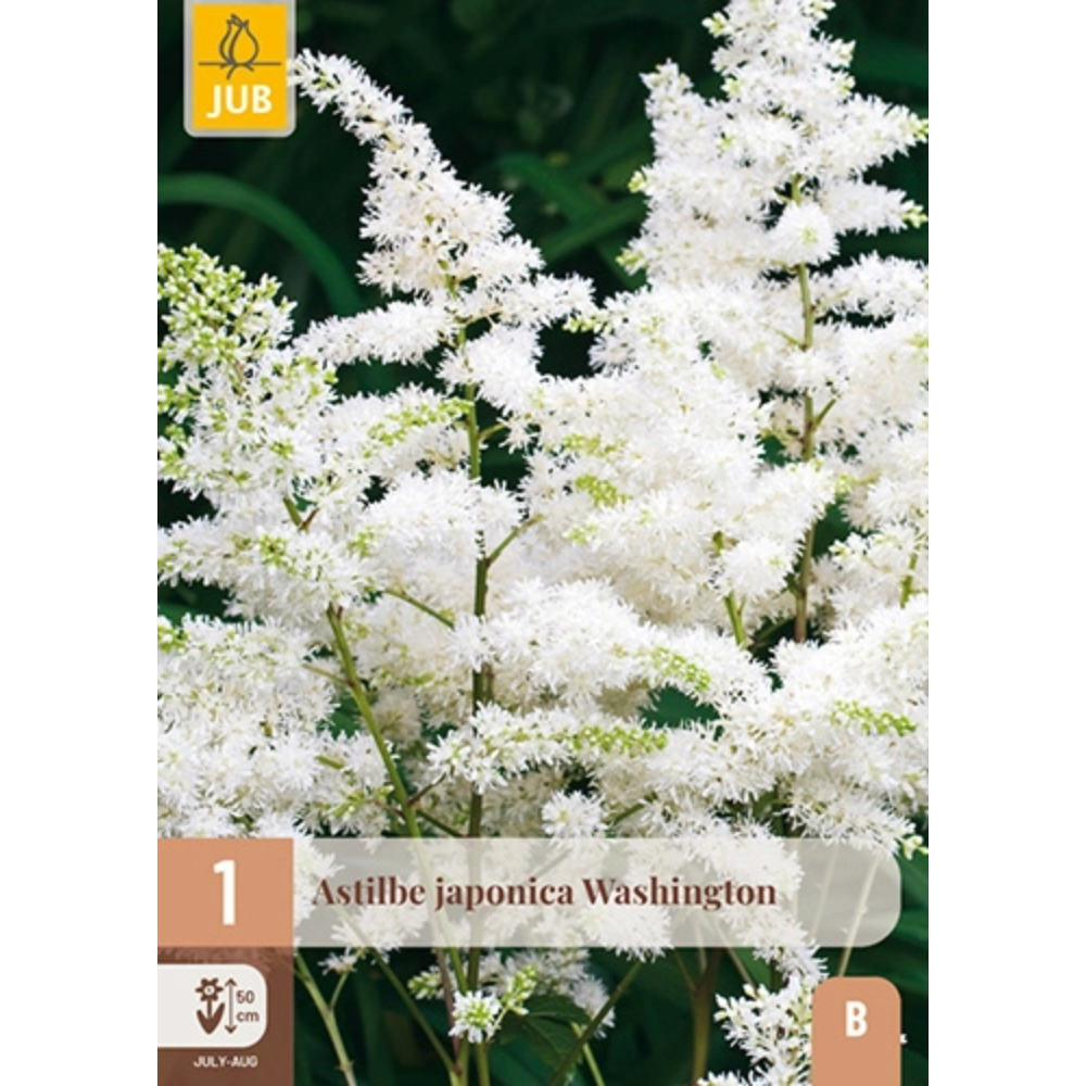 Japanspir Washington med tette hvite blomsterklaser