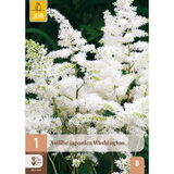 Japanspir Washington med tette hvite blomsterklaser