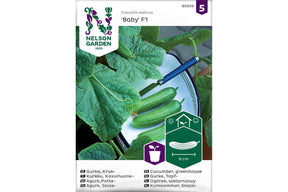 Liten pottedyrket agurkplante med små, grønne agurker i vekst.