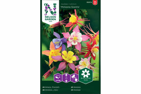 Store, flerfargede akeleier med lange sporer i full blomst.