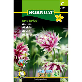 Akeleie ‘Nora Barlow’ med fylte rosa blomster
