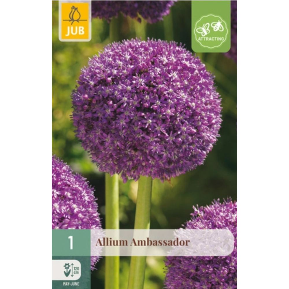 Allium ‘Ambassador’ med stor kuleformet lilla blomst på en høy, kraftig stilk