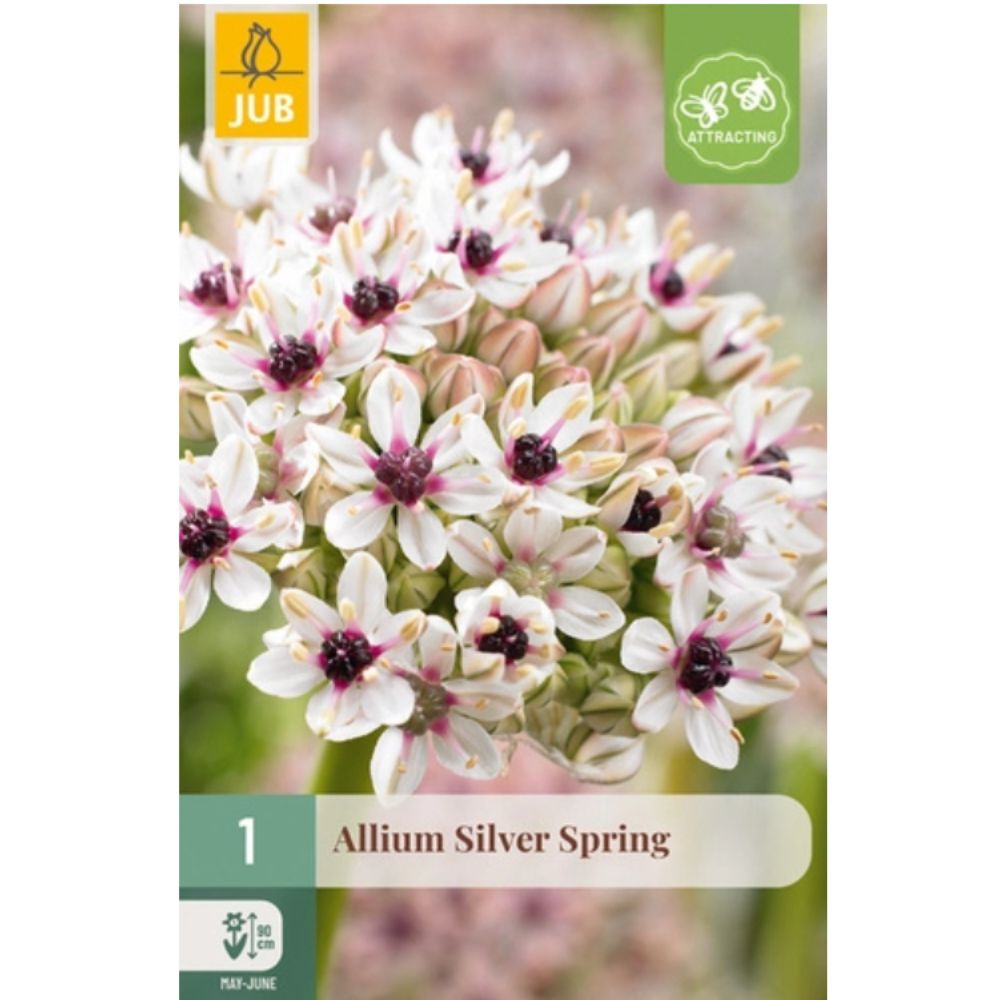 Allium ‘Silver Spring’ med halvkuleformede hvite blomster og mørkerødt sentrum