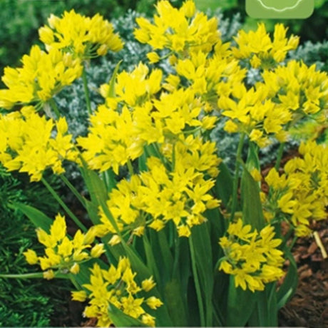 Allium ‘Moly’ med gullgule blomsterhoder i blomsterbed.