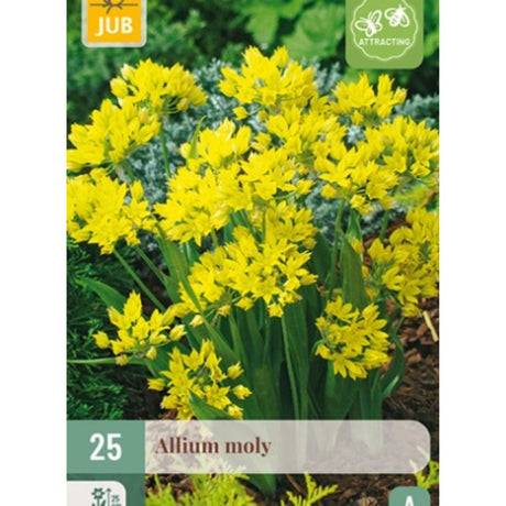 Lav prydløk Allium ‘Moly’ med grågrønne blader og gule blomster