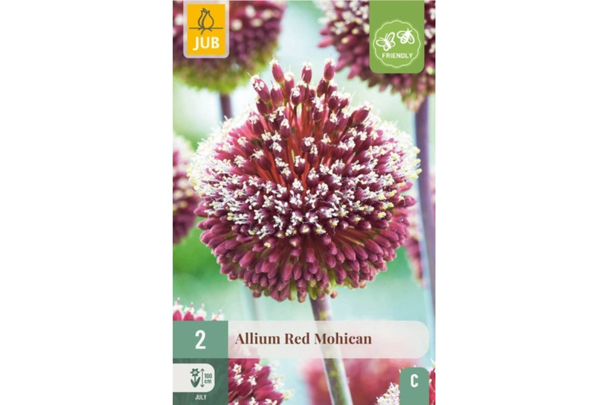 Allium ‘Red Mohican’ – Rød prydløk med punk-inspirerte blomster (2 blomsterløk)