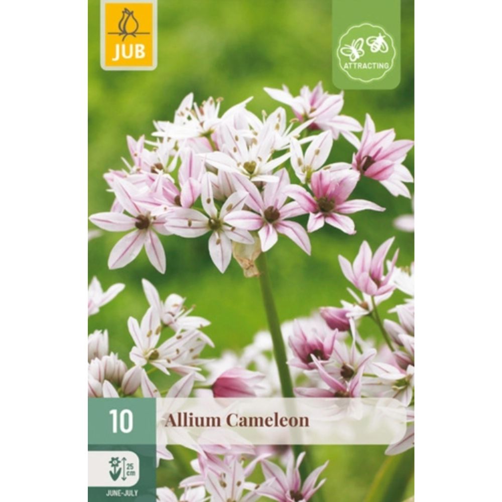 Allium ‘Cameleon’ med små blomster som skifter farge fra hvitt til rosa