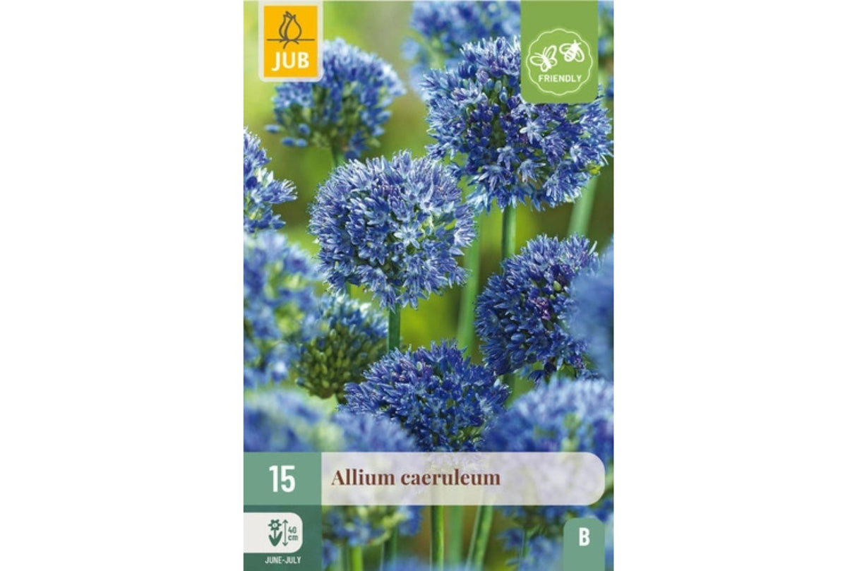 Allium caeruleum – Blå prydløk med himmelblå blomsterkuler (15 blomsterløk)
