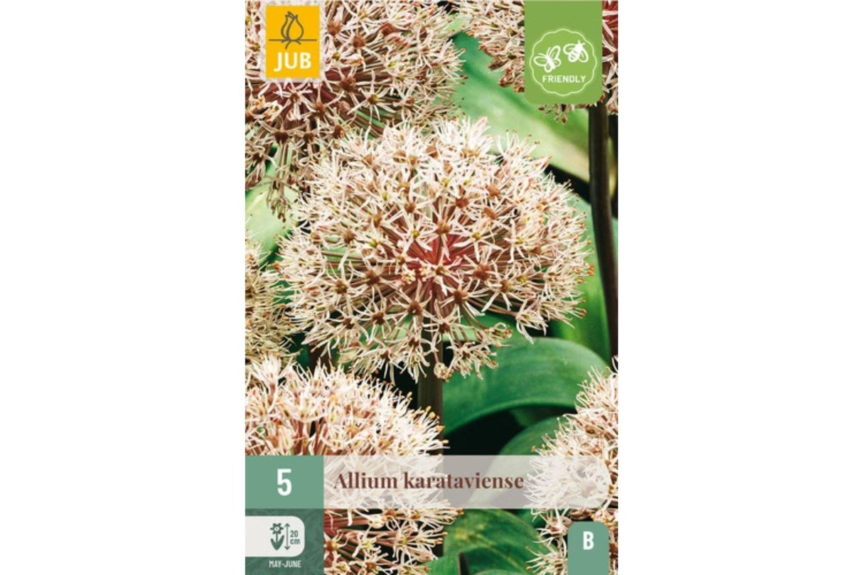 Allium karataviense – Kompakt prydløk med hvite blomster (5 blomsterløk)