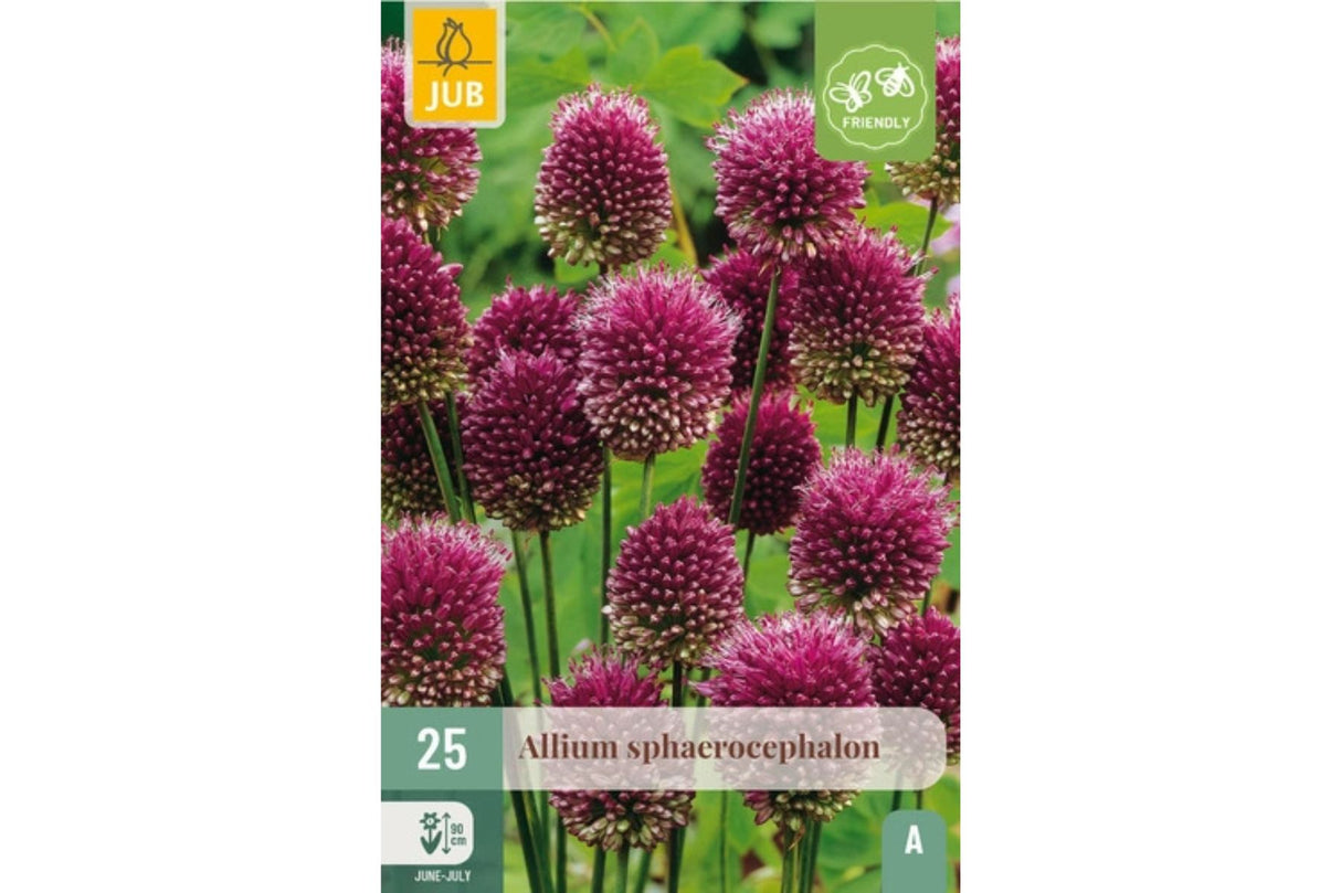 Allium sphaerocephalon – Prydløk “trommestikker” i lilla-rød (25 blomsterløk)