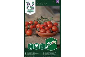 Tomatplante i ampel som gir små, dekorative og rikelige hageperler.