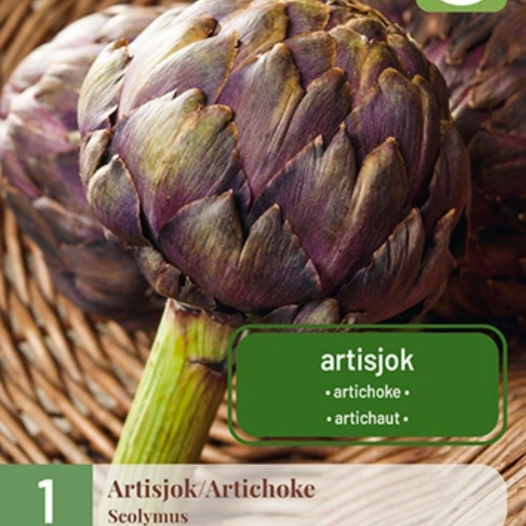 Barrotsplante av artisjokk klar til planting i kjøkkenhagen.